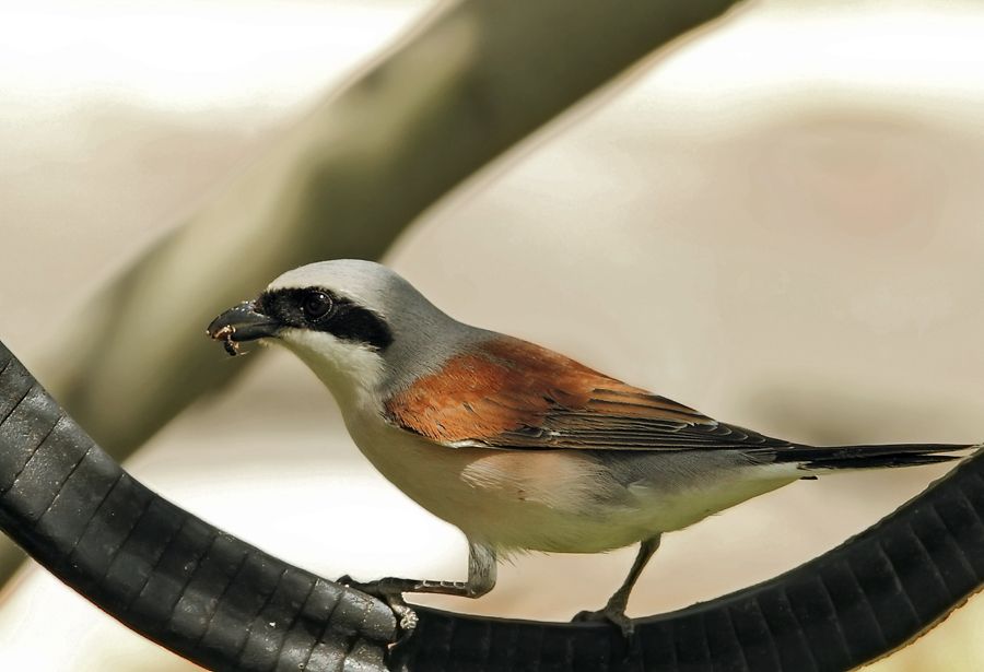 Red-backed Shrike