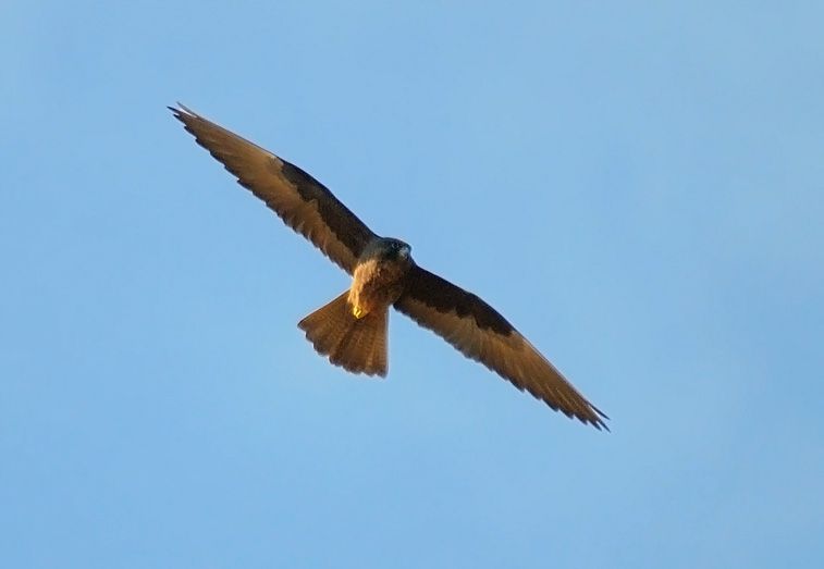 Eleonora`s Falcon