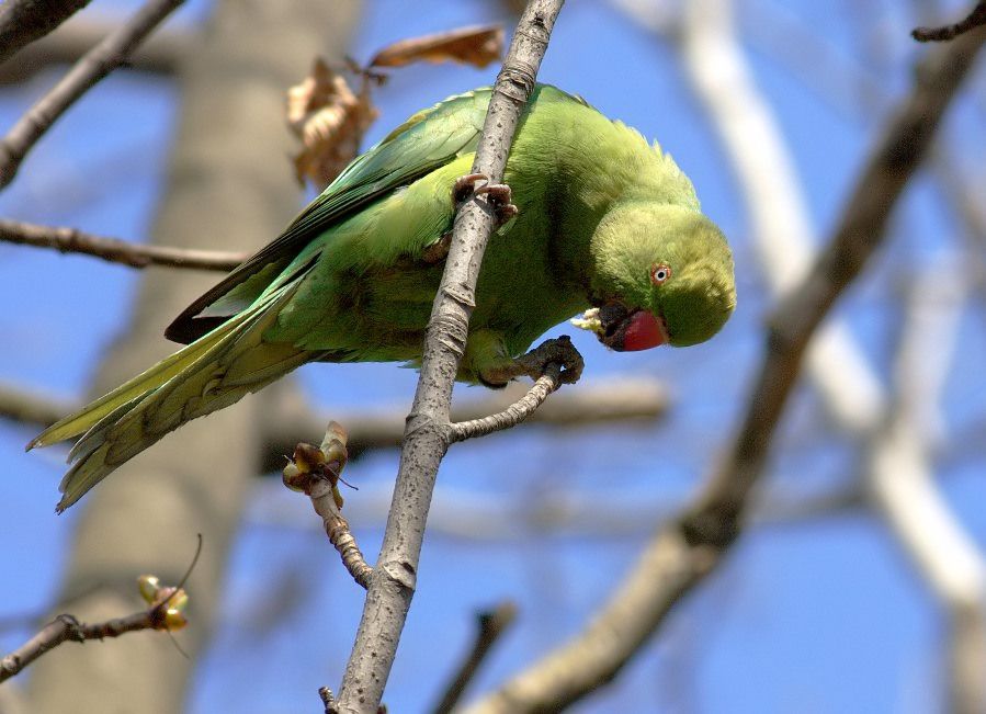 Rose-ringed Parakeet