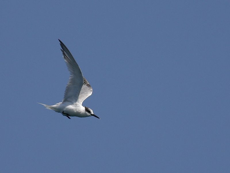 Sandwich Tern
