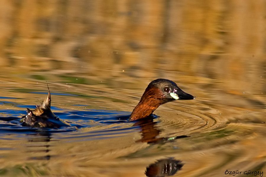 Little Grebe
