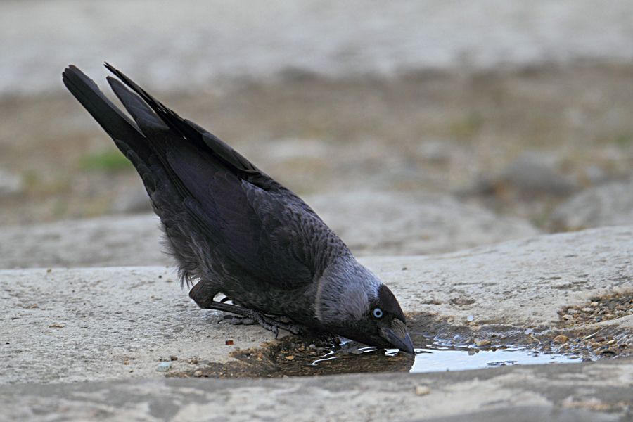 Western Jackdaw