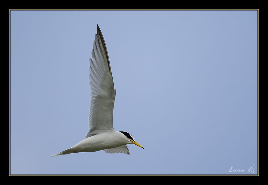 Little Tern