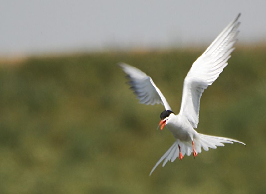 Common Tern