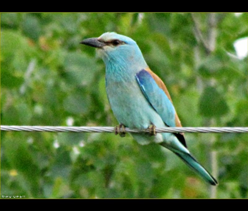 European Roller