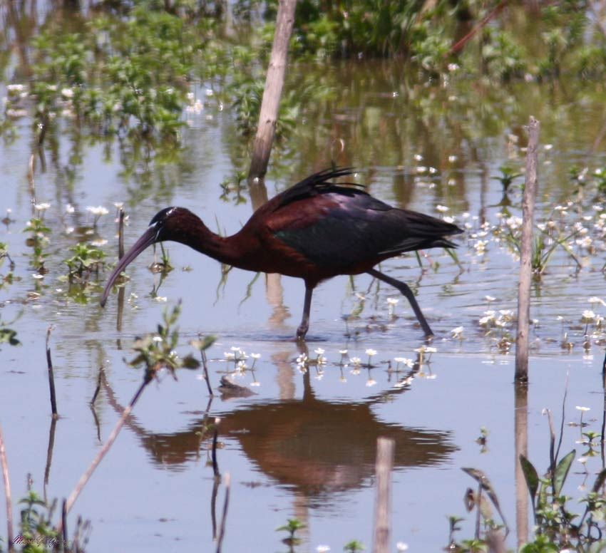 Glossy Ibis