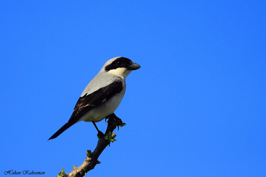 Lesser Grey Shrike