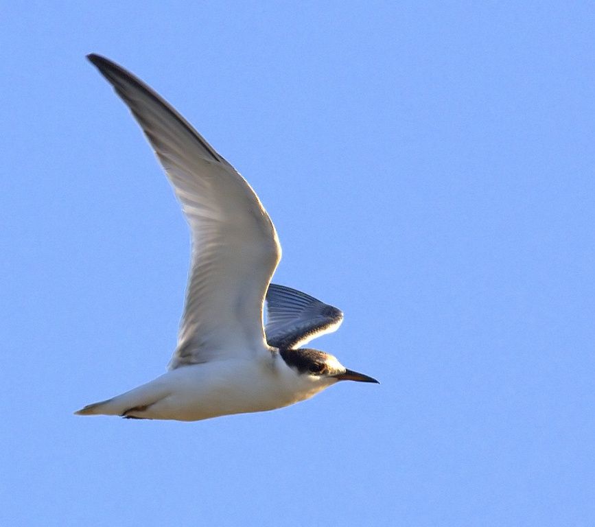 Little Tern