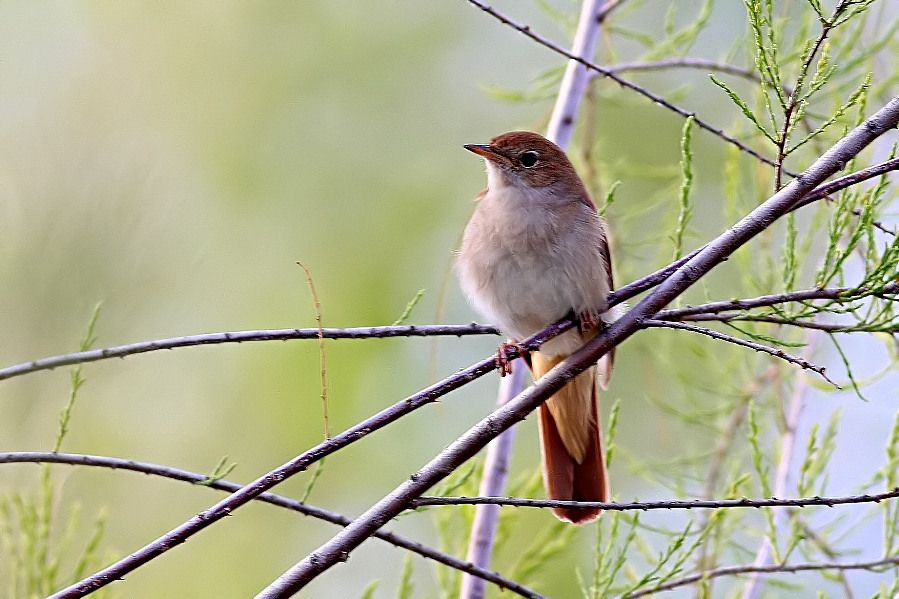 Cetti`s Warbler