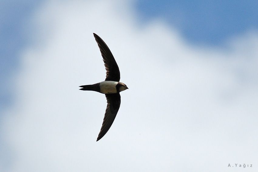 Alpine Swift