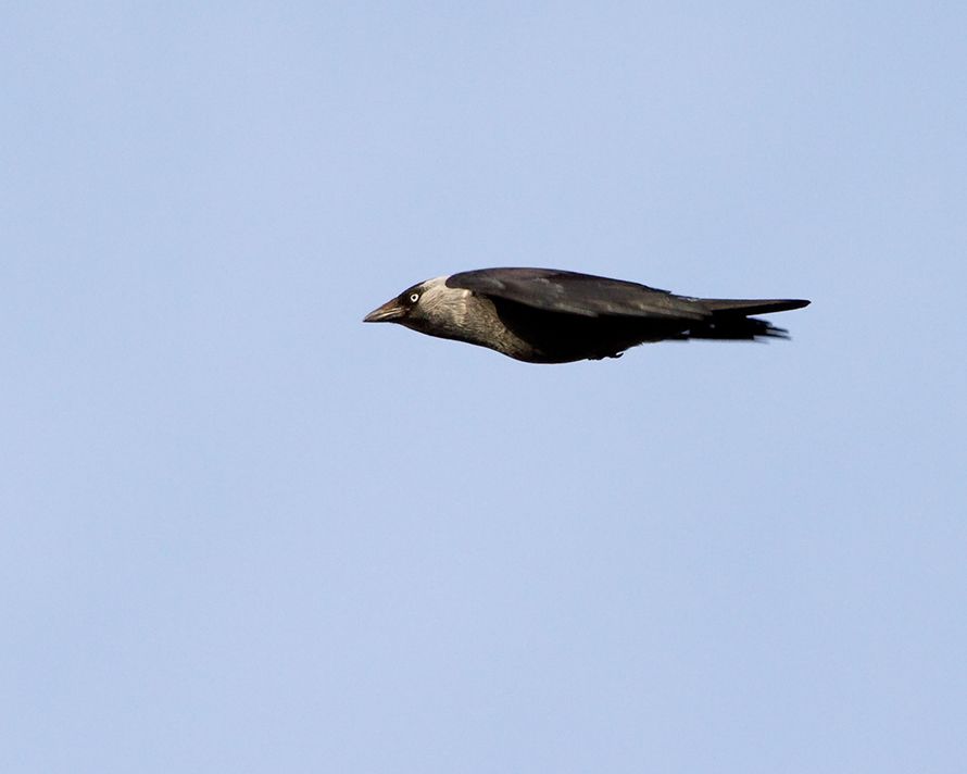 Western Jackdaw
