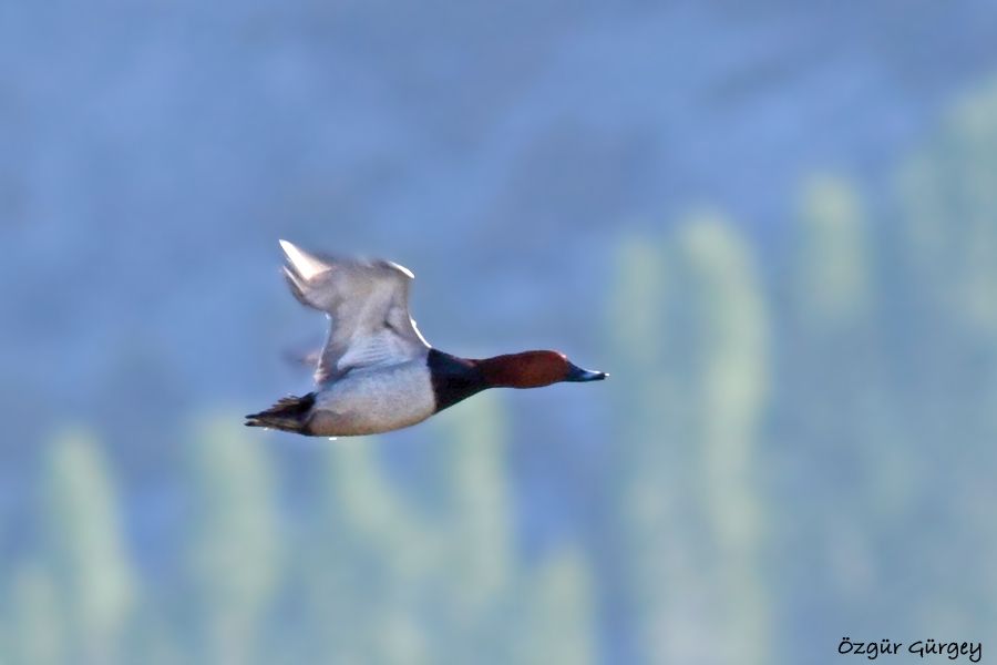 Common Pochard