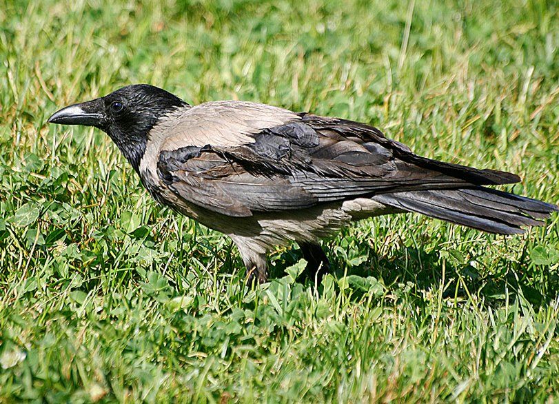 Hooded Crow