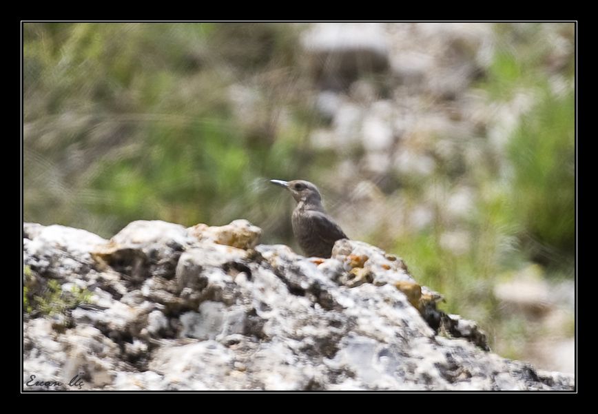 Blue Rock Thrush