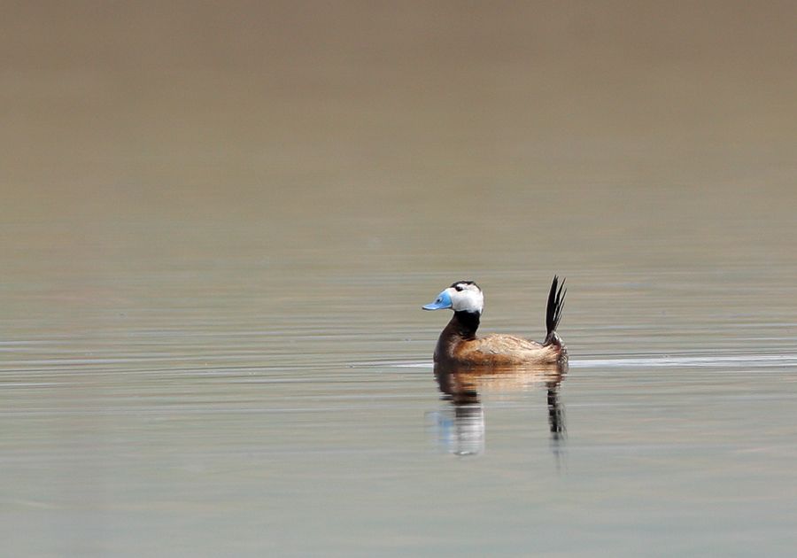 White-headed Duck