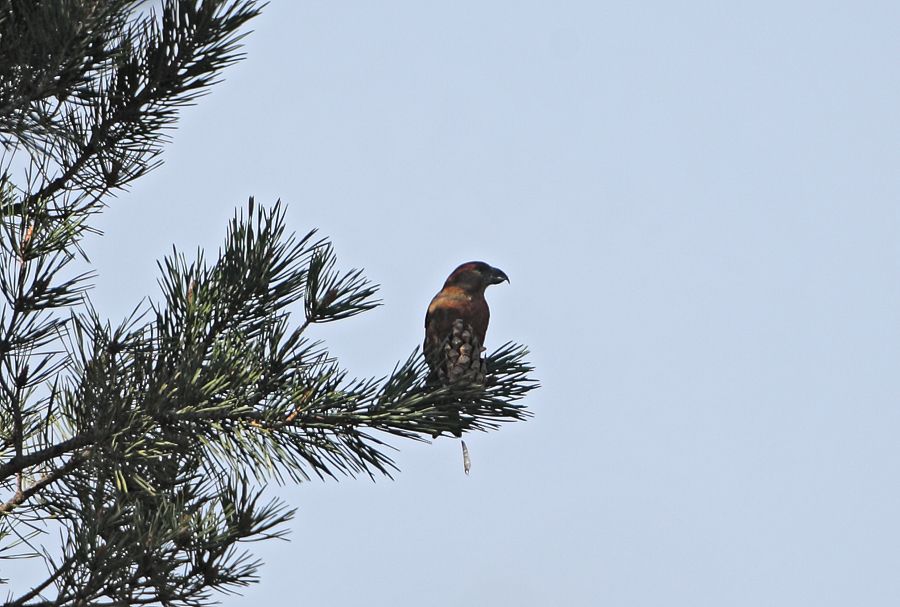 Red Crossbill