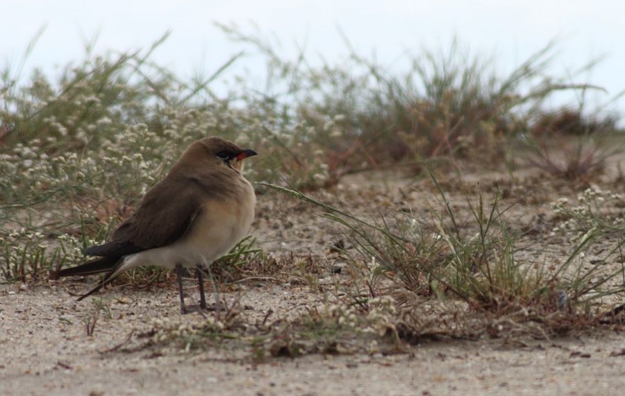 Collared Pratincole