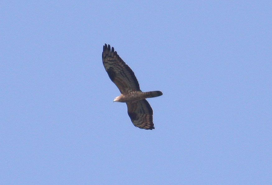 European Honey Buzzard