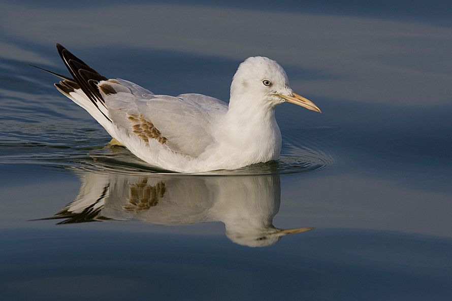 Slender-billed Gull