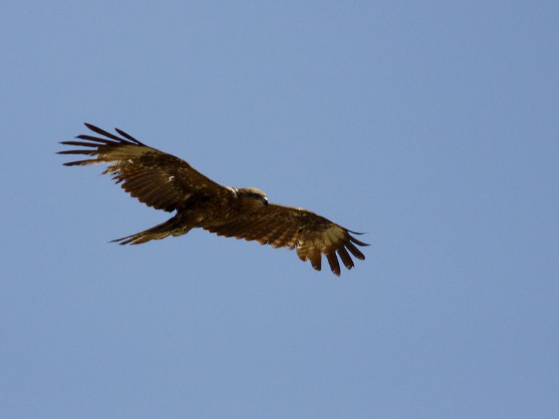 Black Kite