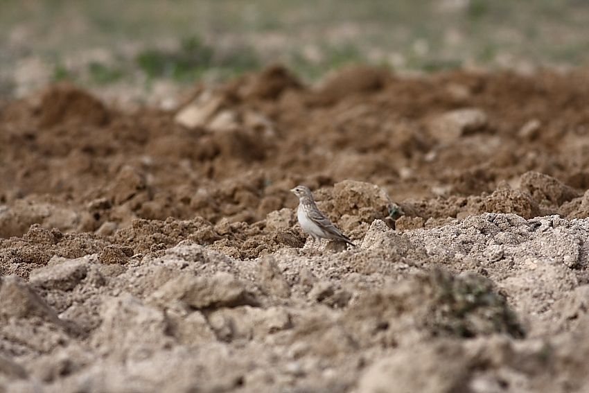 Turkestan Short-toed Lark