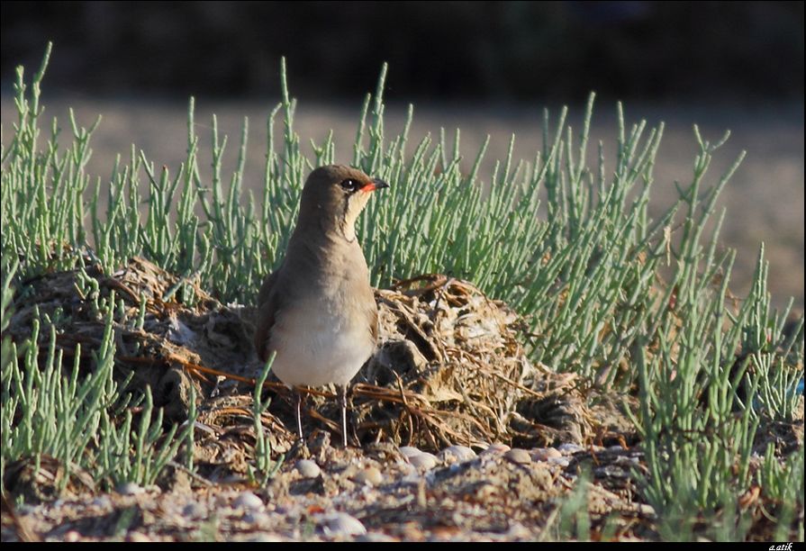 Collared Pratincole