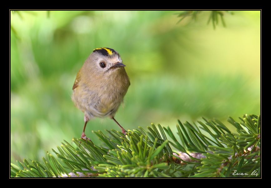 Goldcrest