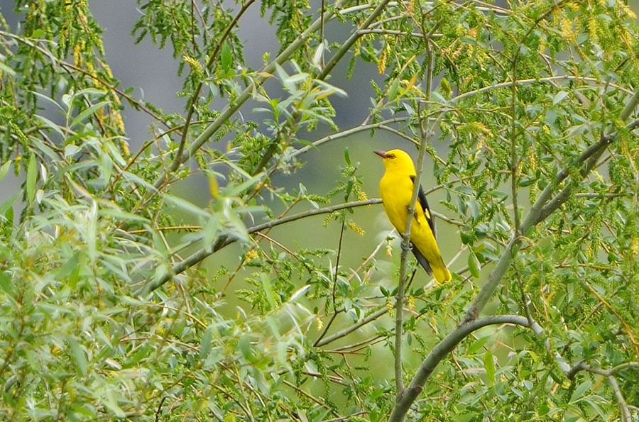 Eurasian Golden Oriole