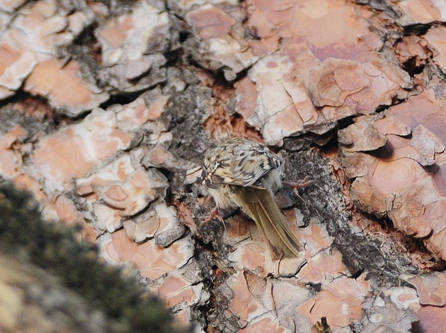 Eurasian Treecreeper