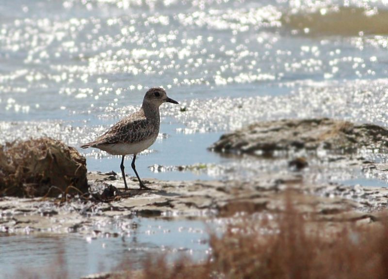 Grey Plover