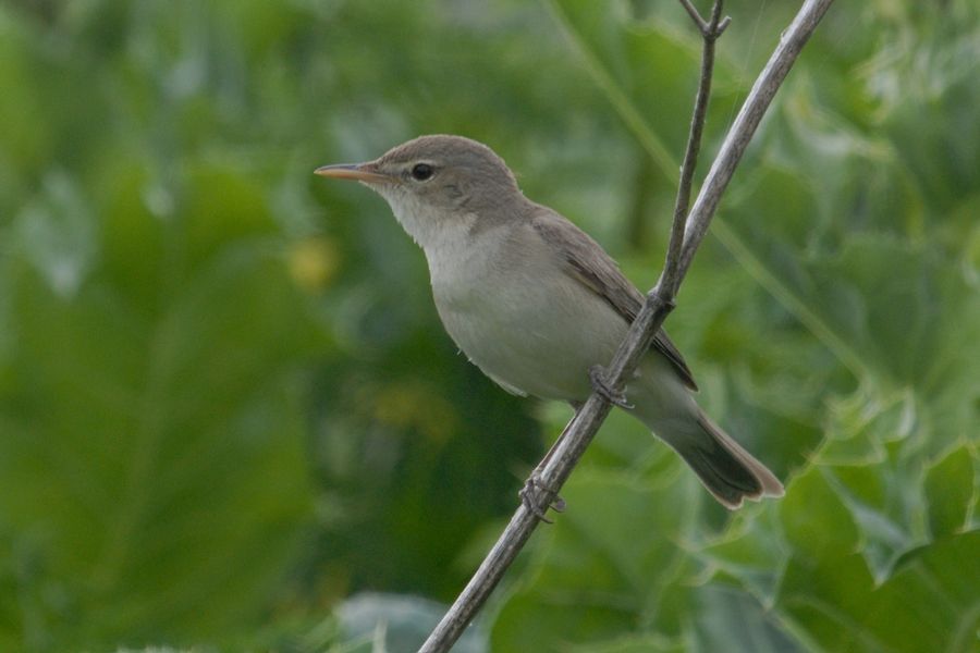 Eastern Olivaceous Warbler