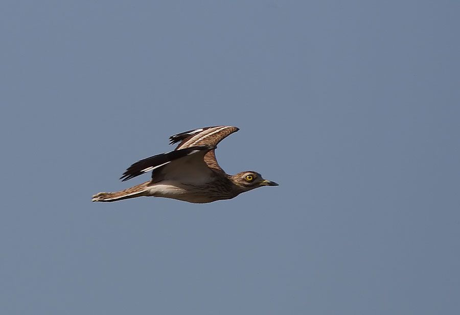 Eurasian Stone-curlew