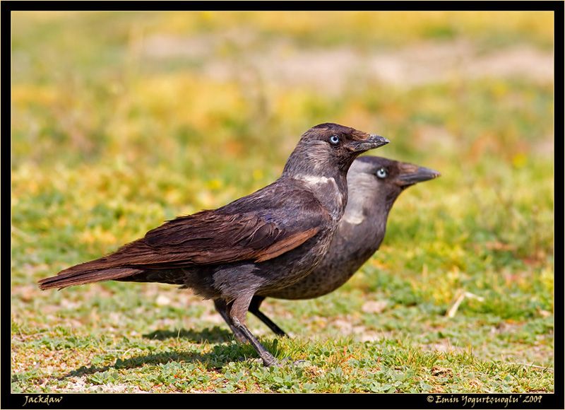 Western Jackdaw
