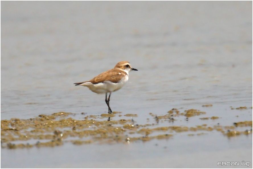 Kentish Plover