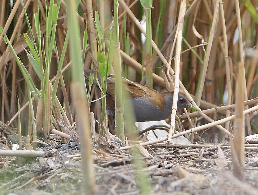 Little Crake