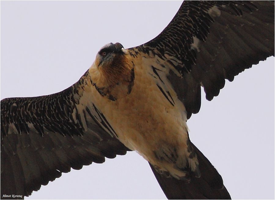 Bearded Vulture
