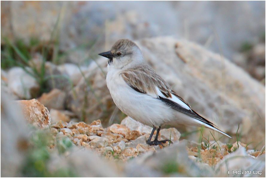 White-winged Snowfinch