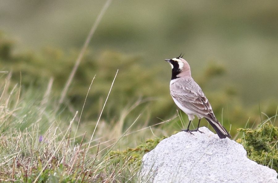 Horned Lark