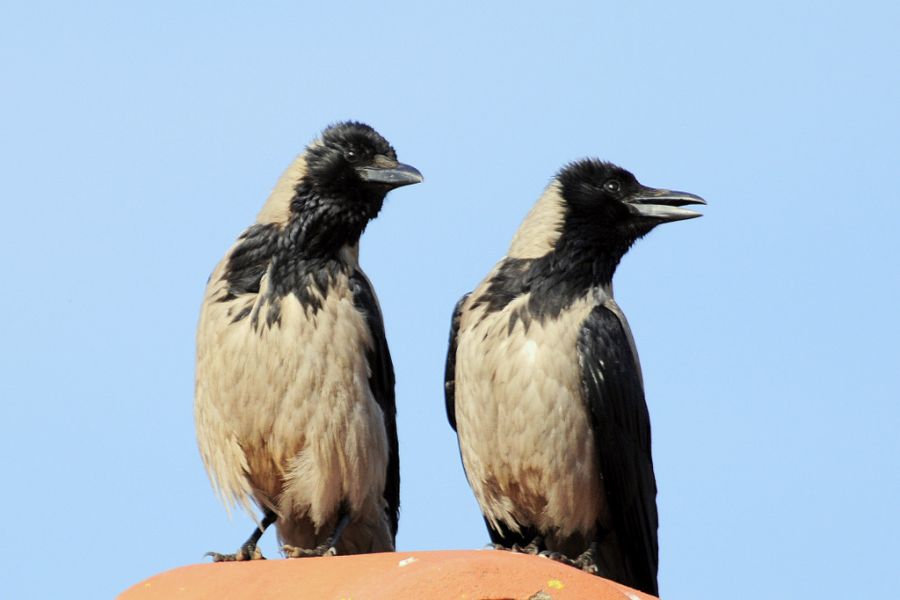 Hooded Crow
