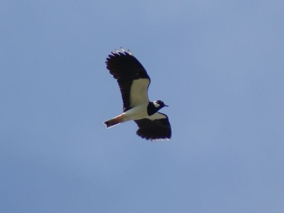 Northern Lapwing
