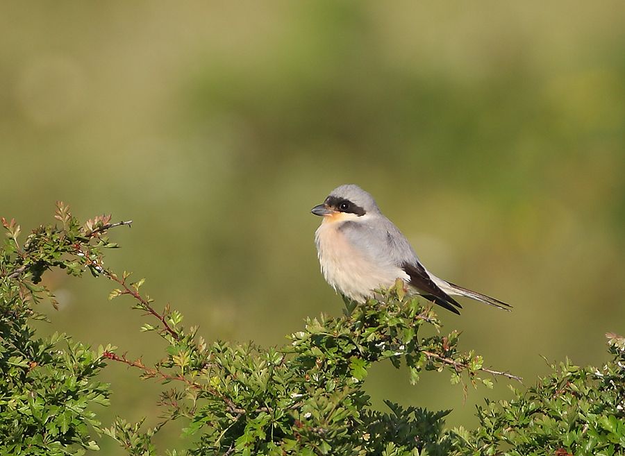 Lesser Grey Shrike