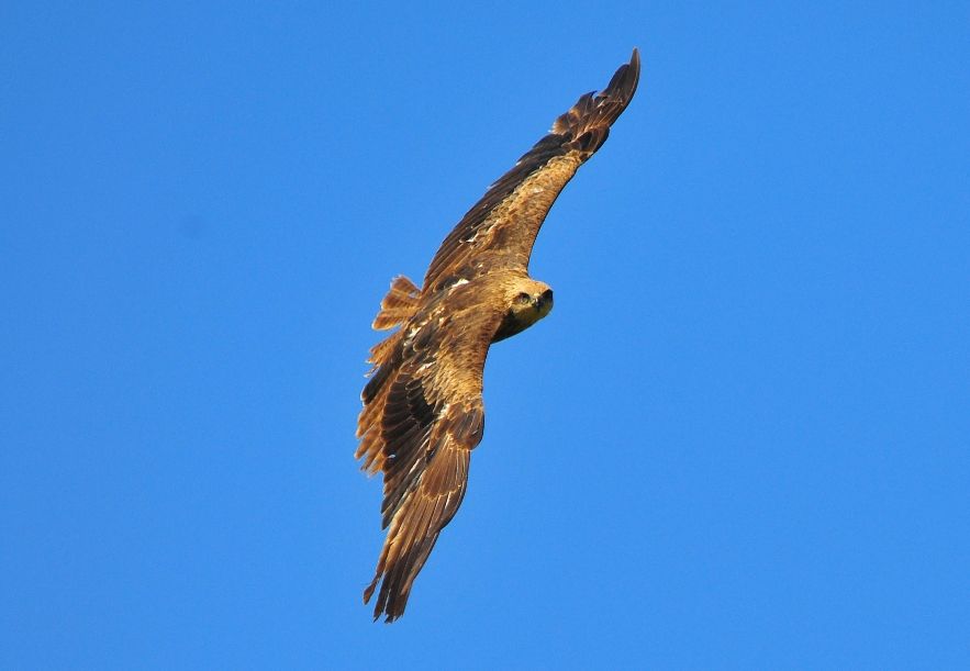 Rough-legged Buzzard