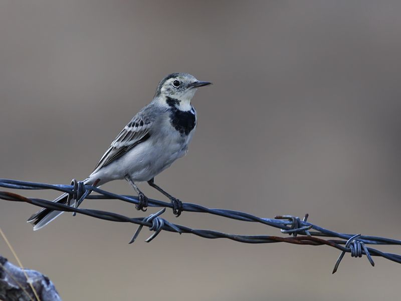 White Wagtail