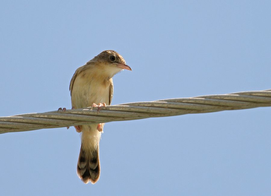 Zitting Cisticola