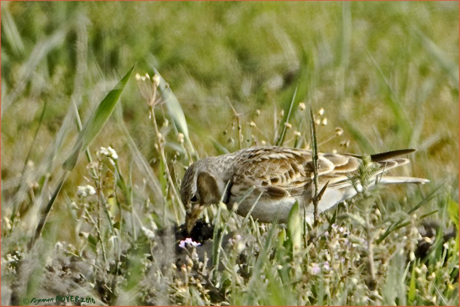 Calandra Lark
