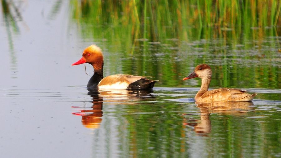 Red-crested Pochard