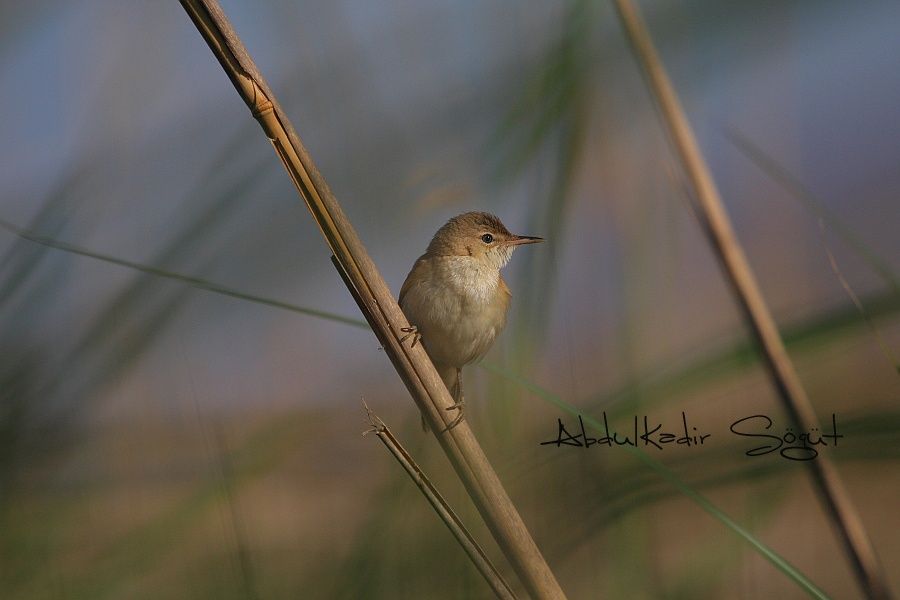 Common Reed Warbler