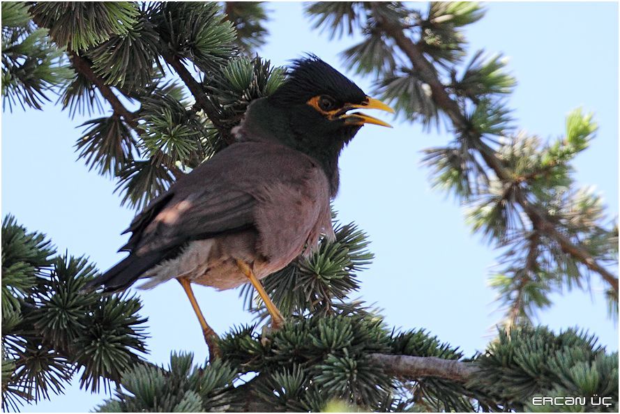 Common Myna