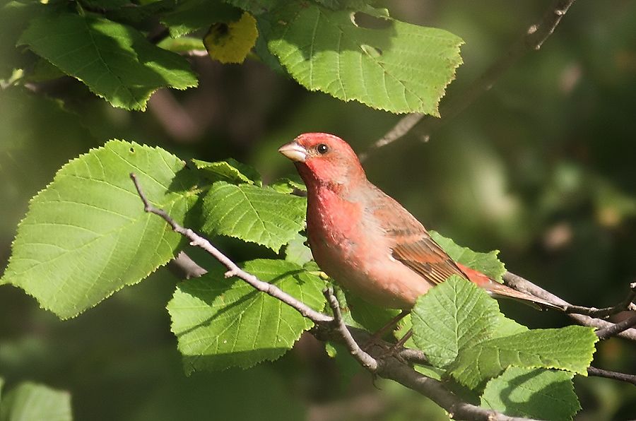 Common Rosefinch