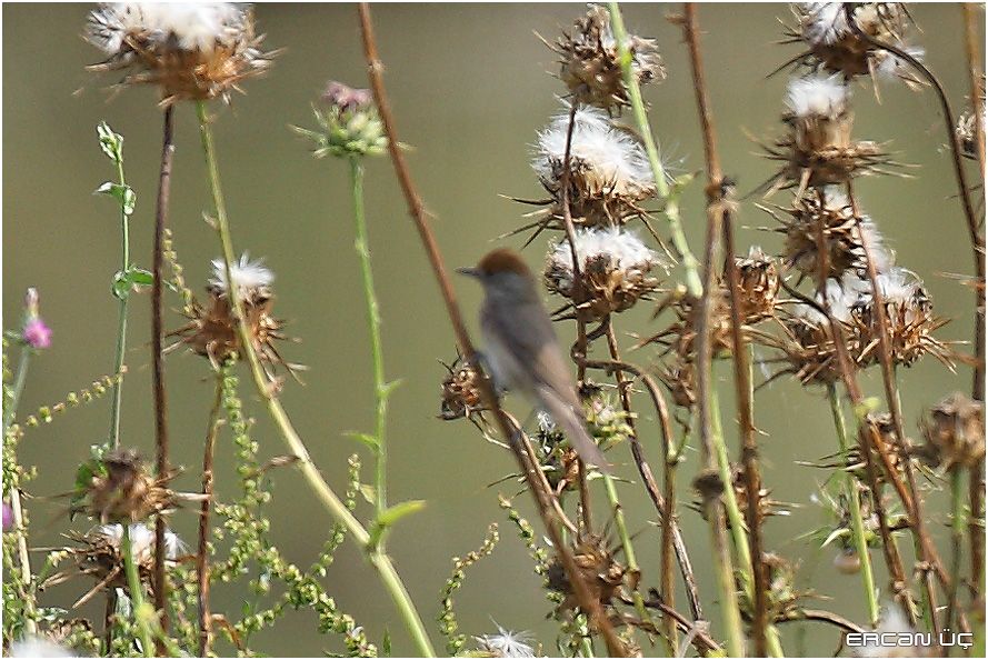 Eurasian Blackcap